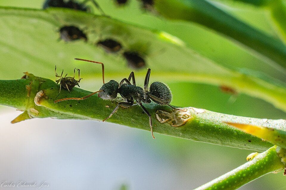 Mravenci v domě a na zahradě v létě 2026: jak se jich zbavit natrvalo a bez zbytečné chemie
