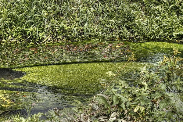 Interiér v přírodním stylu: Japandi a skandinávský design